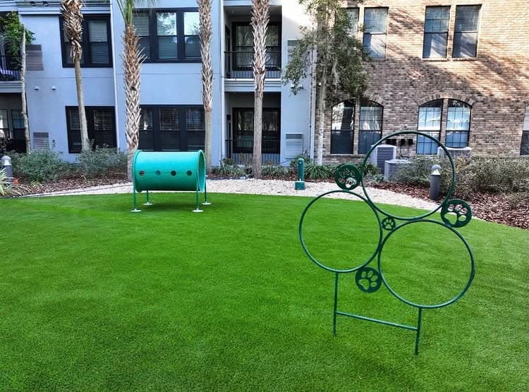 Dog agility training equipment in a well-maintained green park area with palm trees.