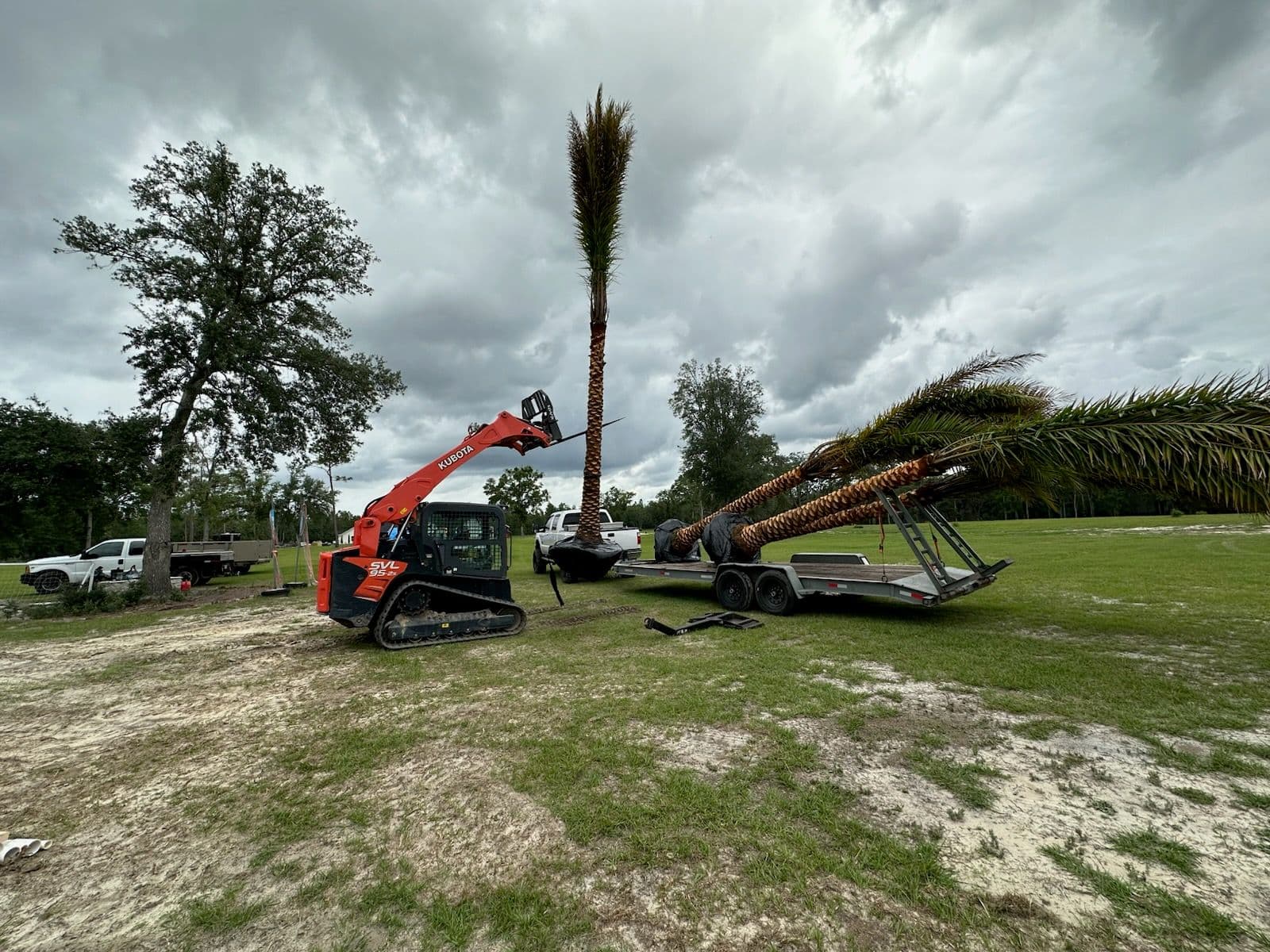 Project Transforming Landscapes with Majestic Palm Trees image